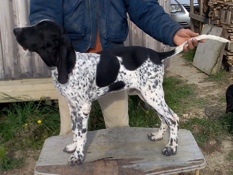 Franck Bernier - Chiots disponibles - Braque d'Auvergne